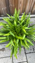 Agapanthus in pot, Ophalen, Zomer, Overige soorten, Volle zon
