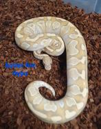 Koningspython python regius, Dieren en Toebehoren, Slang, 0 tot 2 jaar