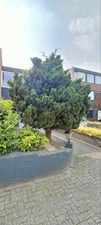 Gratis, twee Japanse conifeer bomen., Tuin en Terras, Ophalen, Volle zon, Overige soorten