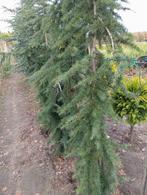 Cedrus libani., Ophalen, Volle zon, Overige soorten