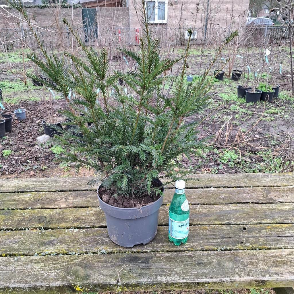 Taxus voor Haag of bol te knippen., Tuin en Terras, Ophalen, Bloeit niet, Overige soorten, Volle zon