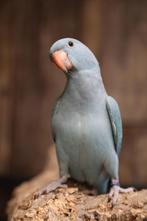 Halsbandparkiet | baby's | mooie kleuren, Dieren en Toebehoren, Geslacht onbekend, Parkiet, Geringd