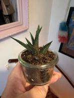 Howorthia mini plantje!! Super leuk 5 cm, Huis en Inrichting, Ophalen, Halfschaduw, Minder dan 100 cm