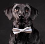 Honden strikjes in 2 maten en diverse kleuren, Struikheide 64,3069lj, Nieuw, Ophalen of Verzenden, Info@sweet-one.nl
