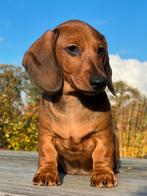 Prachtige korthaar Dwerg teckels pups met stamb, Dieren en Toebehoren, Honden | Teckels en Dashonden, Reu, CDV (hondenziekte)