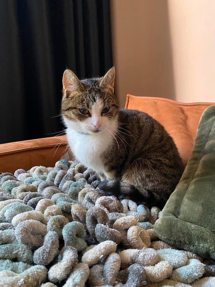 Lief jong schootkatje te koop, Dieren en Toebehoren, Katten en Kittens | Overige Katten, Kortharig, Poes, 0 tot 2 jaar