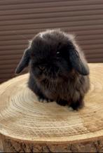 Raszuivere minilop konijntjes, Meerdere dieren, Dwerg, Hangoor, 0 tot 2 jaar