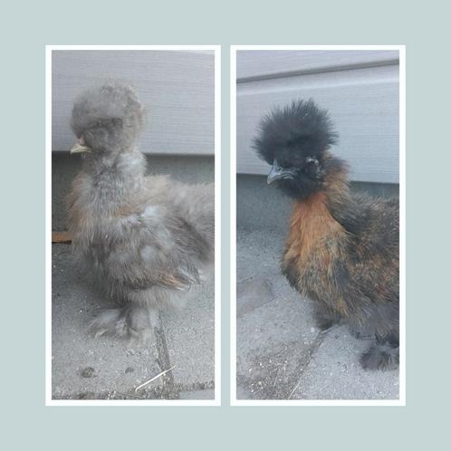 USA Zijdehoen kippen, Dieren en Toebehoren, Pluimvee, Kip, Geslacht onbekend