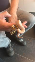 Pied HET lavender Albino 0.2, Dieren en Toebehoren, Reptielen en Amfibieën, Slang, 0 tot 2 jaar