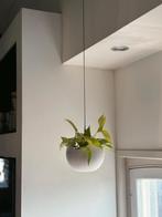 Money plant (geldboom) in hangende bloempot, Ophalen, Overige soorten, In pot, Minder dan 100 cm