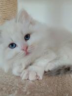 Prachtig, lief, speels,   Pers / Ragdoll kittens, Dieren en Toebehoren, Katten en Kittens | Raskatten | Langhaar, Meerdere dieren
