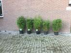 Fargesia Rufa, niet woekerende bamboe!!!, Ophalen, Bamboe, Haag, 100 tot 250 cm