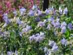 Vaste plant : Geranium partense 2 euro, Ophalen, Bodembedekkers, Vaste plant, Halfschaduw