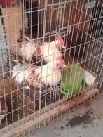 Grote Franse Faverolles Hanen Zwartzalm voor Fok of slacht, Dieren en Toebehoren, Pluimvee, Mannelijk, Kip