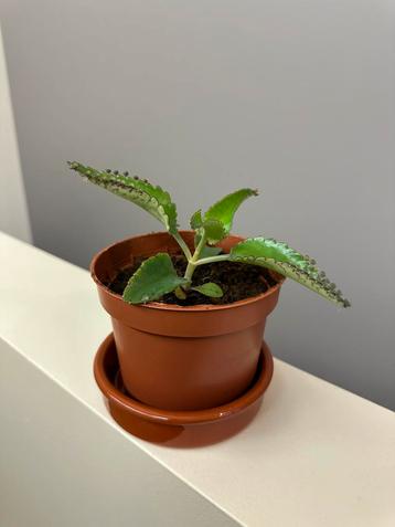 Kalanchoe daigremontiana beschikbaar voor biedingen