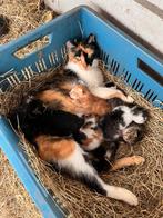 Boerderij kittens