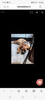 Paco Te Koop, Ophalen of Verzenden