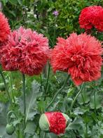 Zaden Papaver rode pompon, Verzenden, Voorjaar, Volle zon, Zaad