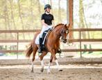 Prachtige d-pony vos met 4 witte beentjes, Dieren en Toebehoren, Pony's, Z, Gechipt, Ruin, Dressuurpony