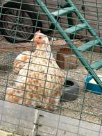 Cochin kriel hen okerwit gepareld., Dieren en Toebehoren, Pluimvee, Vrouwelijk, Kip