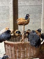 Kippen te koop, Dieren en Toebehoren, Pluimvee | Toebehoren, Ophalen of Verzenden, Nieuw, Drinken en Voederen