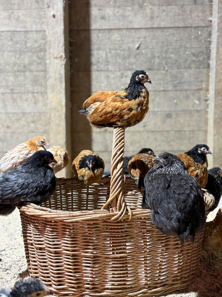 Kippen te koop, Dieren en Toebehoren, Pluimvee | Toebehoren, Nieuw, Drinken en Voederen, Ophalen of Verzenden