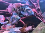 oscura heterospila cichliden, Vis, Zoetwatervis