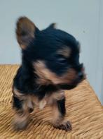 Super Mini Yorkshire terrier puppies bijna klaar om naarGaan, Dieren en Toebehoren, Yorkshire Terriër, 8 tot 15 weken, Meerdere