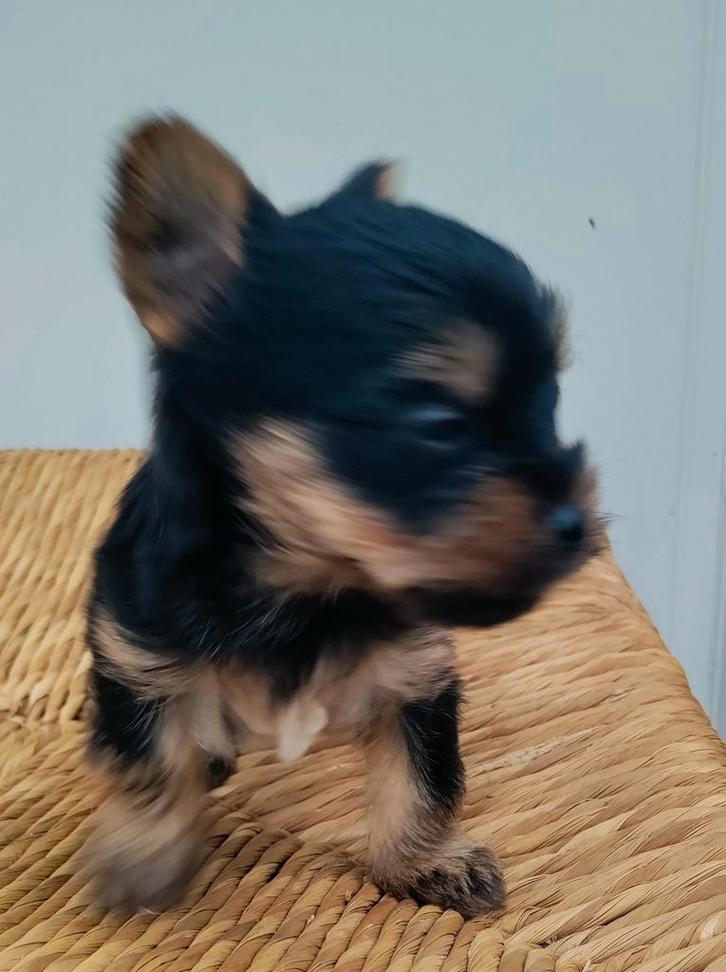 Super Mini Yorkshire terrier puppies bijna klaar om naarGaan, Dieren en Toebehoren, Honden | Jack Russells en Terriërs, Meerdere dieren