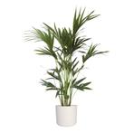 Kentia Palm in ELHO b.for soft sierpot (wit), Huis en Inrichting, Kamerplanten, 100 tot 150 cm, Palm, Halfschaduw, Verzenden