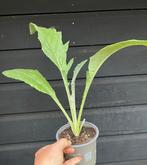 Kardoen BIOLOGISCH, Ophalen, Volle zon, Zomer, Groenteplanten