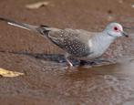 Koppel Diamantduiven beschikbaar, Meerdere dieren, Tropenvogel