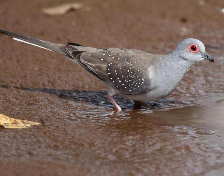 Koppel Diamantduiven beschikbaar, Dieren en Toebehoren, Vogels | Overige Vogels, Tropenvogel, Meerdere dieren