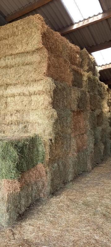 Grote balen hooi beschikbaar voor biedingen