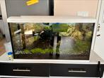 Aquarium 80cm met vissen, Dieren en Toebehoren, Vissen | Aquaria en Toebehoren, Ophalen, Zo goed als nieuw, Gevuld zoetwateraquarium