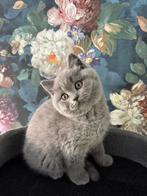 Prachtige British Shorthair Kittens‍, Dieren en Toebehoren, Katten en Kittens | Raskatten | Korthaar, Meerdere dieren, Ontwormd