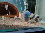 Blauwe maanvissen, Pterophyllum Scalare Blue, Vis, Zoetwatervis