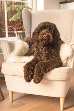 Eind feb. ophalen Labradoodle pups/puppy's (Austr. bloodl.!), Rabiës (hondsdolheid), Overige rassen, 8 tot 15 weken, Meerdere