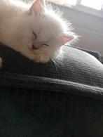 Ragdoll/ Seal Point Pers, Dieren en Toebehoren, Katten en Kittens | Raskatten | Langhaar, Poes