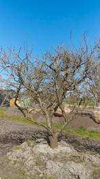 Exclusieve Opal Pruim in. Struikvorm 35 jaar, Ophalen, 250 tot 400 cm, Pruimenboom, Lente