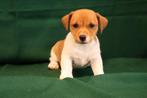 Jack Russel pups te koop, Jack Russell Terriër, 8 tot 15 weken, Meerdere, Meerdere dieren