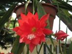 Cactus Epiphyllum Ackermannii Hybride in de 15 cm hangpot., Vetplant, Ophalen of Verzenden, In pot, Minder dan 100 cm