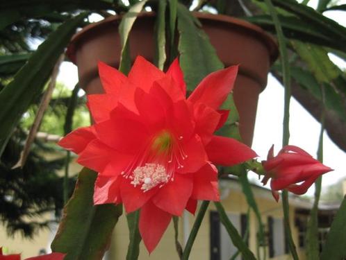 Cactus Epiphyllum Ackermannii Hybride in de 15 cm hangpot., Huis en Inrichting, Kamerplanten, Vetplant, Minder dan 100 cm, Bloeiende kamerplant