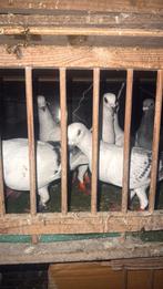 Mooie syriesche duiven te koop, Meerdere dieren, Overige soorten