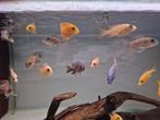 Opruiming aquariumvissen 50% korting OP=OP, Dieren en Toebehoren, Vis, Zoetwatervis, Schoolvis