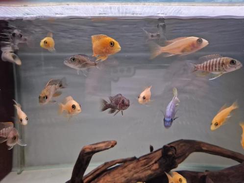 Opruiming aquariumvissen 50% korting OP=OP, Dieren en Toebehoren, Vissen | Aquariumvissen, Zoetwatervis, Vis, Schoolvis