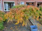 Boompjes acer 2x, Tuin en Terras, Planten | Bomen, Ophalen, Bloeit niet, Halfschaduw, Overige soorten
