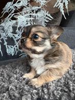 Prachtige kruizing boomer pups, Dieren en Toebehoren, Overige rassen, CDV (hondenziekte), 8 tot 15 weken, Meerdere