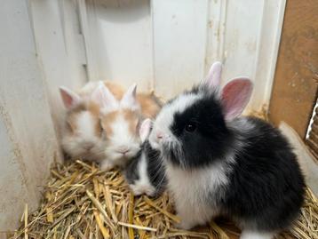 4 baby konijntjes+mama konijn+hok beschikbaar voor biedingen