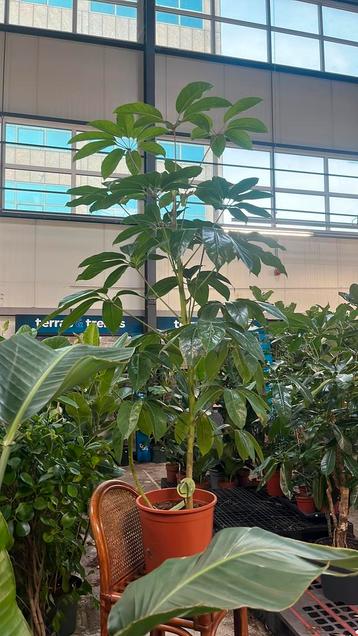 Schefflera Amate – 200 cm beschikbaar voor biedingen